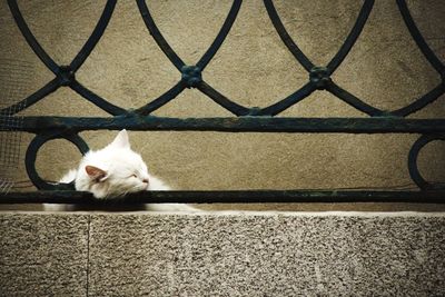 Cat resting on couch