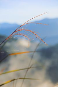 Close-up of water drops on plant against sky