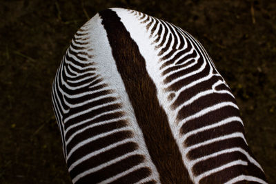 Close-up of zebra