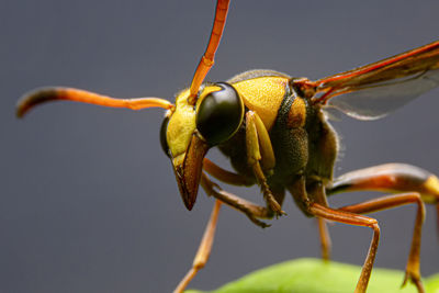 Close-up of insect on plant