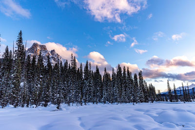 Plants on snow covered land against sky