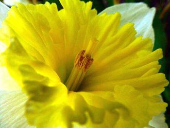 Close-up of yellow flower