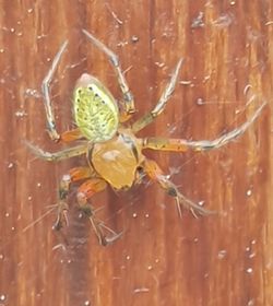 Close-up of spider on web