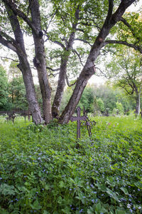 Trees in park