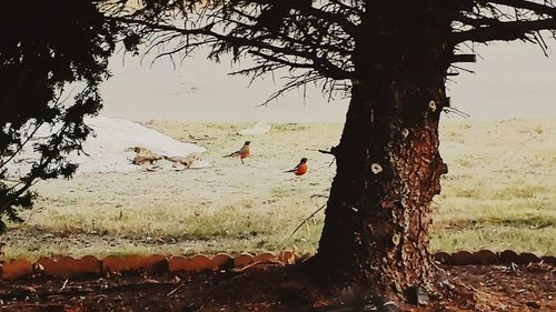 Birds at beach against sky