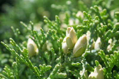 Close-up of flower buds growing outdoors