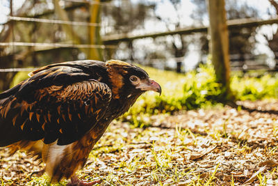 Close-up of a bird on field