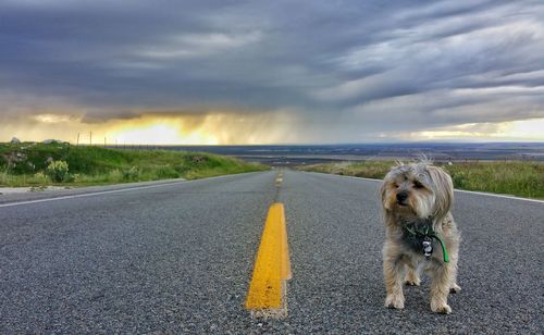 Dog on road against sky during sunset