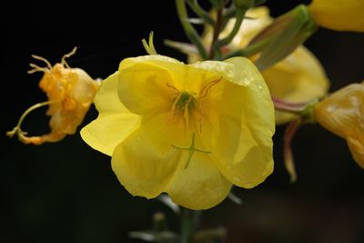 Close-up of wet yellow flowers blooming against black background
