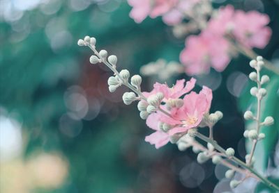 Close-up of pink flowers on branch