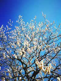 Low angle view of flower tree against clear sky