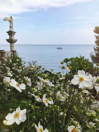 White flowering plants by sea against sky