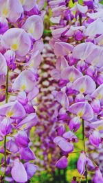 Close-up of purple flowers