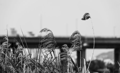 Close-up of plants against sky