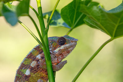 Close-up of a lizard on a plant