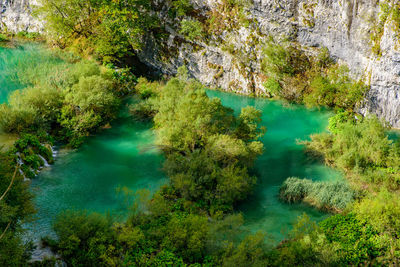 Scenic view of lake amidst trees in forest