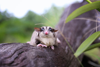 Close-up of an animal