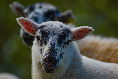 Close-up portrait of sheep