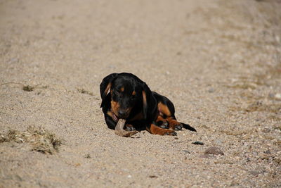 Black dog lying on a field