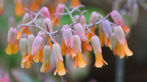 Close-up of orange chilean bellflowers