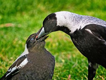 Close-up of a bird