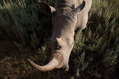 High angle view of rhinoceros head