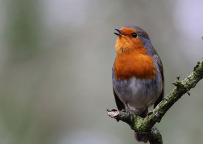 Close-up of bird perching on branch