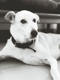 Close-up portrait of dog relaxing on floor