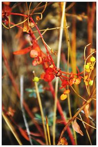 Close-up of plants against blurred background