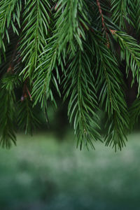 A branch of a fir tree in the park in close-up.