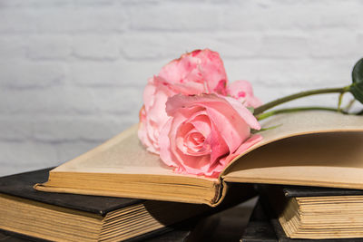 Close-up of pink rose on table