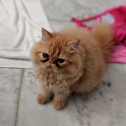 High angle portrait of kitten sitting on floor at home