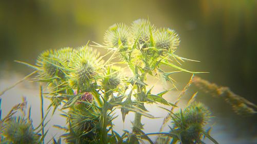 Close-up of plant