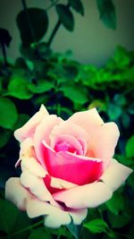 Close-up of pink rose