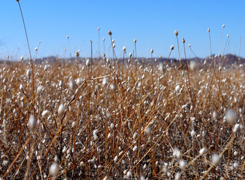 Cotton plants on field against clear blue sky