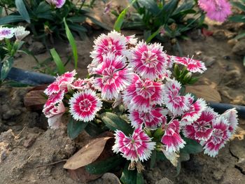 Close-up of pink flowers