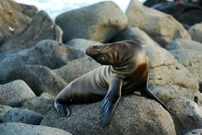 Seal pup on rock at beach