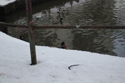 Man feeding in winter