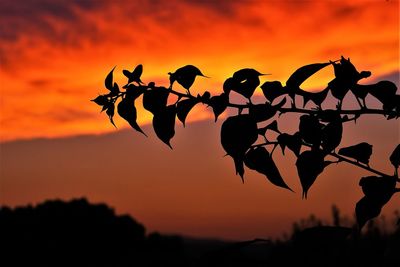 Close-up of silhouette tree against orange sky