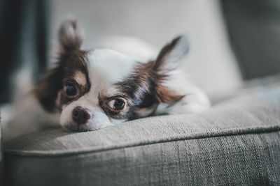 Close-up portrait of dog resting on sofa at home