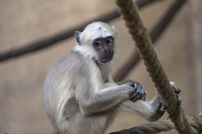 Close-up of monkey sitting on rope at zoo