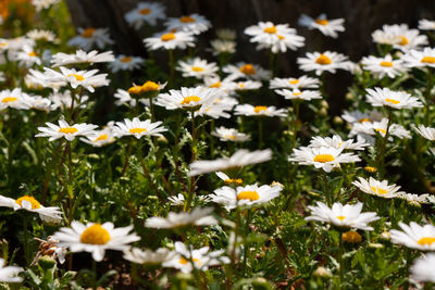 Close-up of white daisy flowers