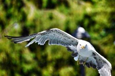 Close-up of eagle flying