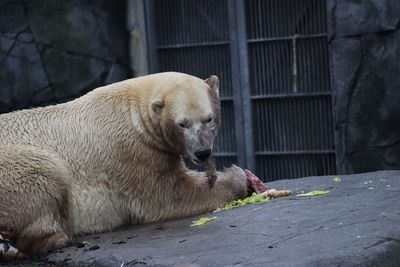 Polar bear relaxing in a zoo