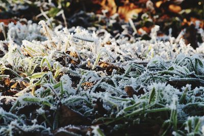 Close-up of insect on plant during winter