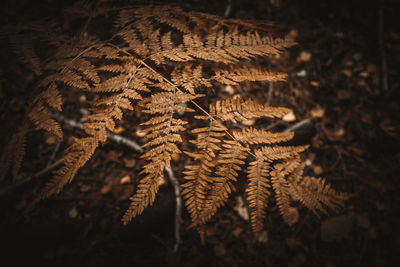 Close-up of dry leaves on tree