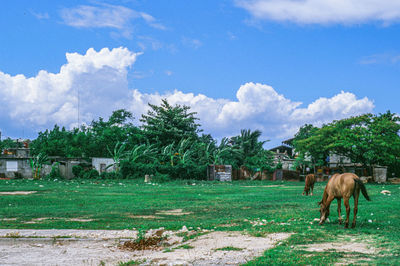 Horses in a field