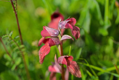 Close-up of pink flowering plant