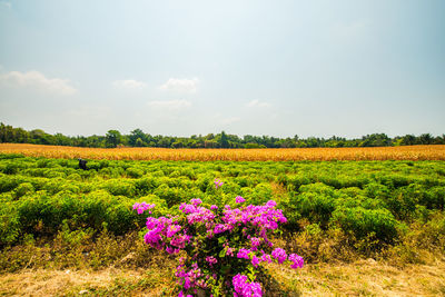 Scenic view of flowering plants on field against sky