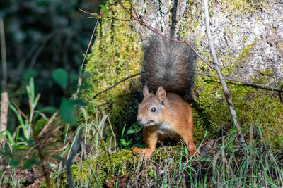 Portrait of lion in forest